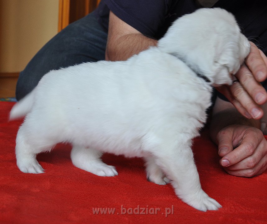 GAWROSZ GORAN Badziar