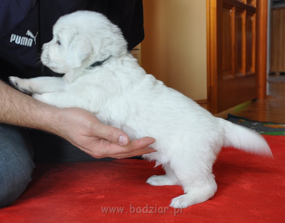 GAWROSZ GORAN Badziar