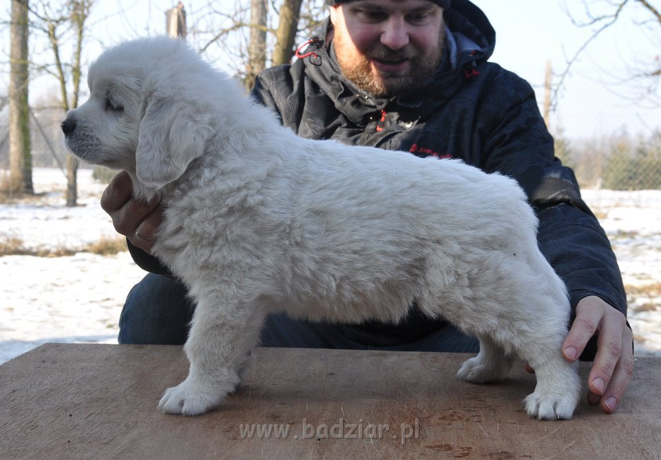 GAWROSZ GORAN Badziar