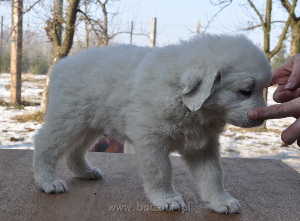 GAWROSZ GORAN Badziar