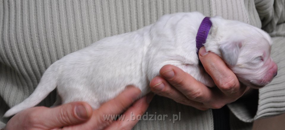 GRYMAŚNIK GIZMO Badziar