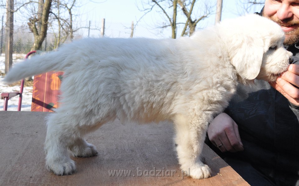 GRYMAŚNIK GIZMO Badziar