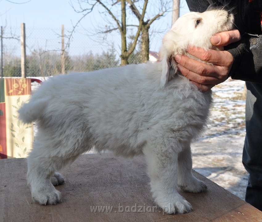 GRYMAŚNIK GIZMO Badziar