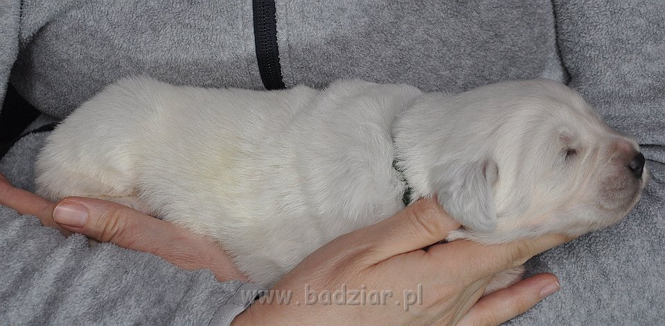 GOŚCIRADA GIGA Badziar