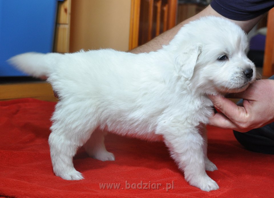 GOSPODZA GITA Badziar