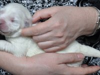 GŁADYSZKA GORI Badziar  Owczarek Podhalański - GŁADYSZKA GORI Badziar - 6 dzień życia