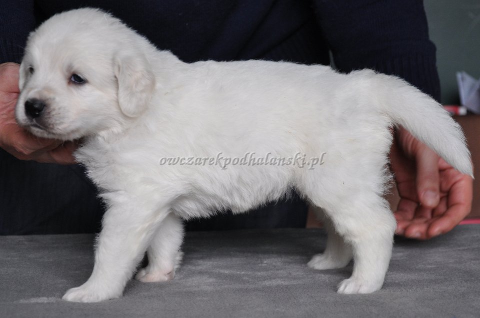 HARPAGAN HARC Badziar - 4 tygodnie