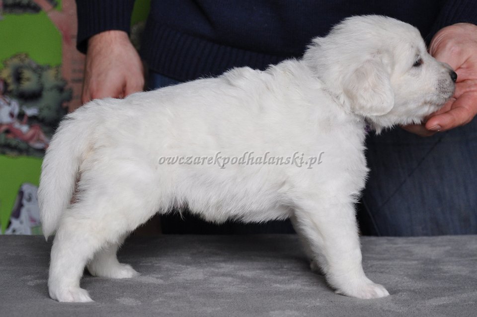 HARPAGAN HARC Badziar - 4 tygodnie