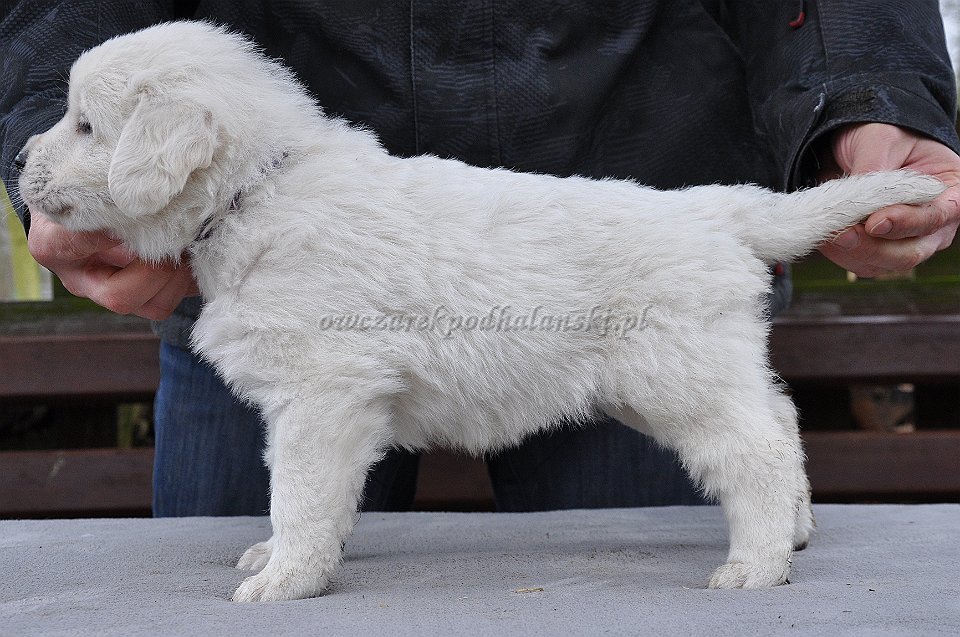 HARPAGAN HARC Badziar - 5 tygodni