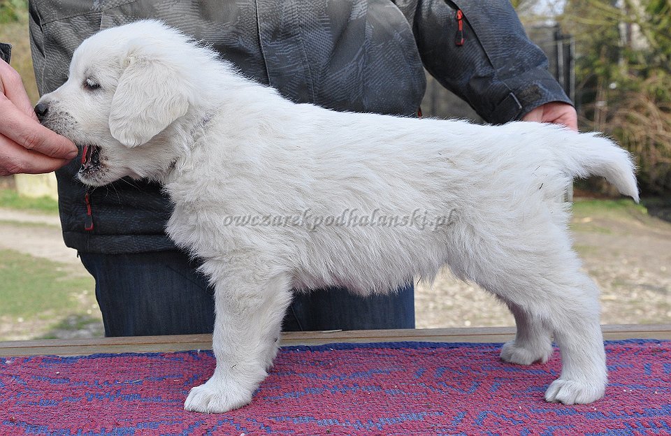 HARPAGAN HARC Badziar - 6 tygodni