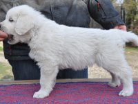 HARPAGAN HARC Badziar - 6 tygodni  HARPAGAN HARC Badziar - 6 tygodni
