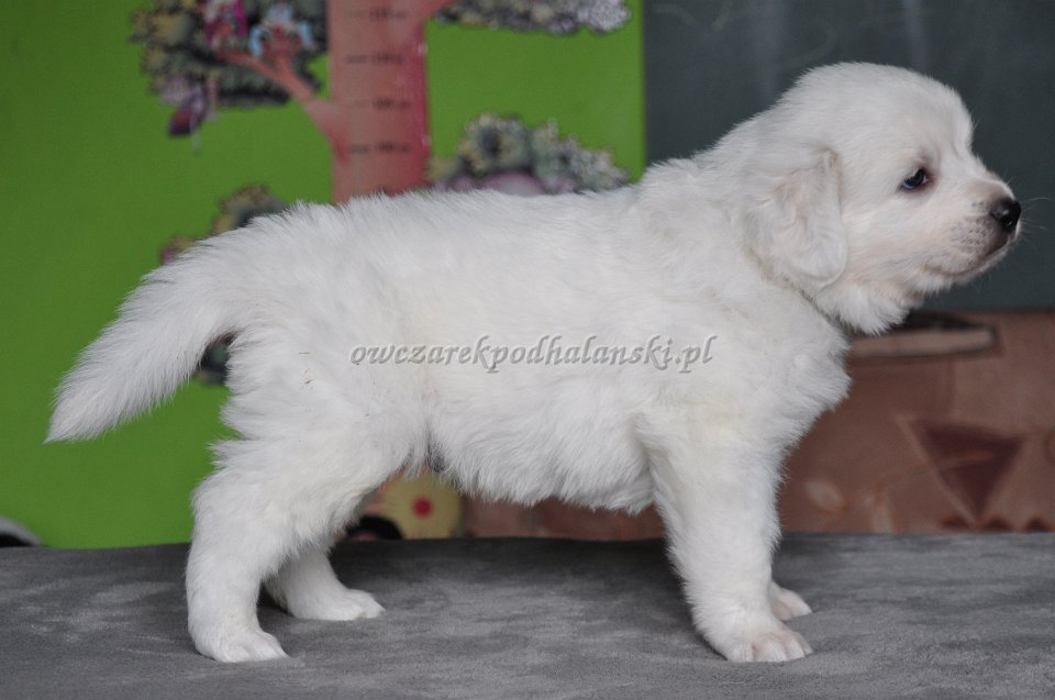 HULTAJ HUGO Badziar - 4 tygodnie