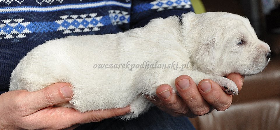 HULAKA HERO Badziar - 2 tygodnie