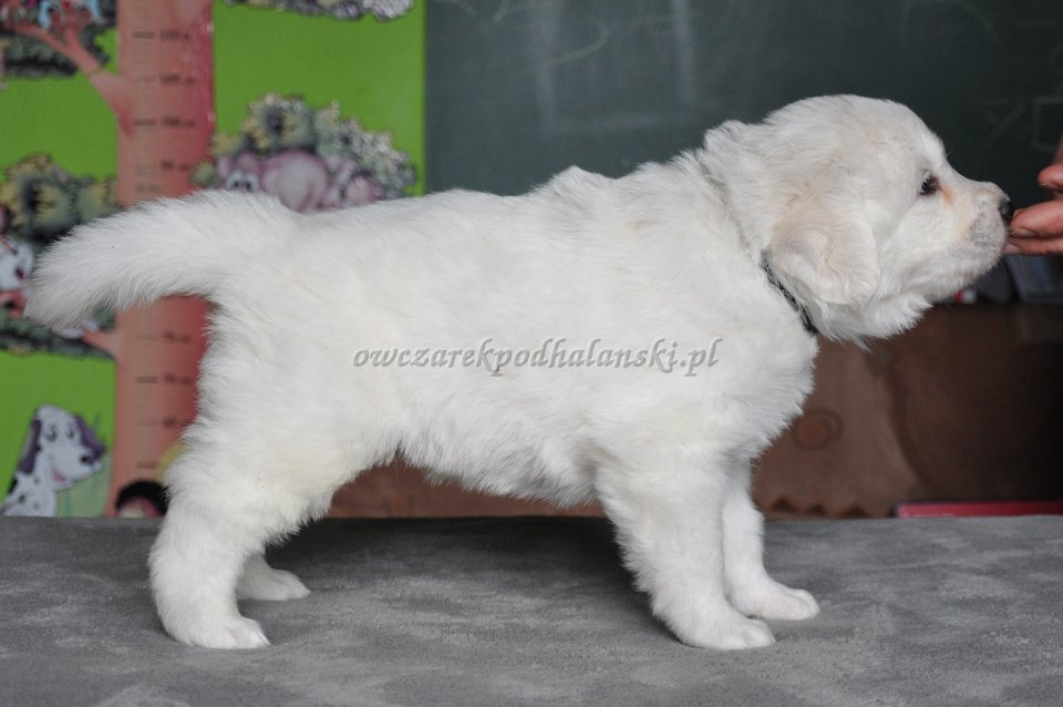 HULAKA HERO Badziar - 4 tygodnie
