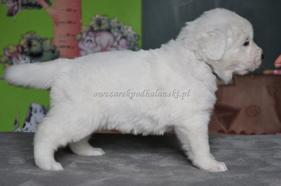 HRABIANKA HERA Badziar - 4 tygodnie