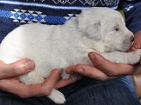 HRABIANKA HERA Badziar - 2 tygodnie  HRABIANKA HERA Badziar - 2 tydzień