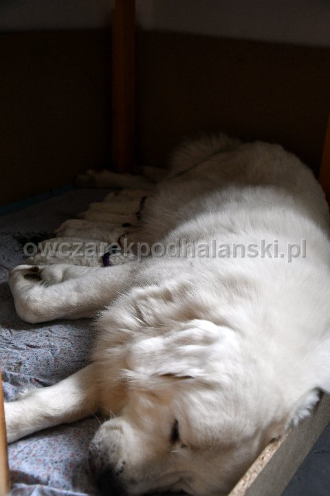 Owczarek Podhalański