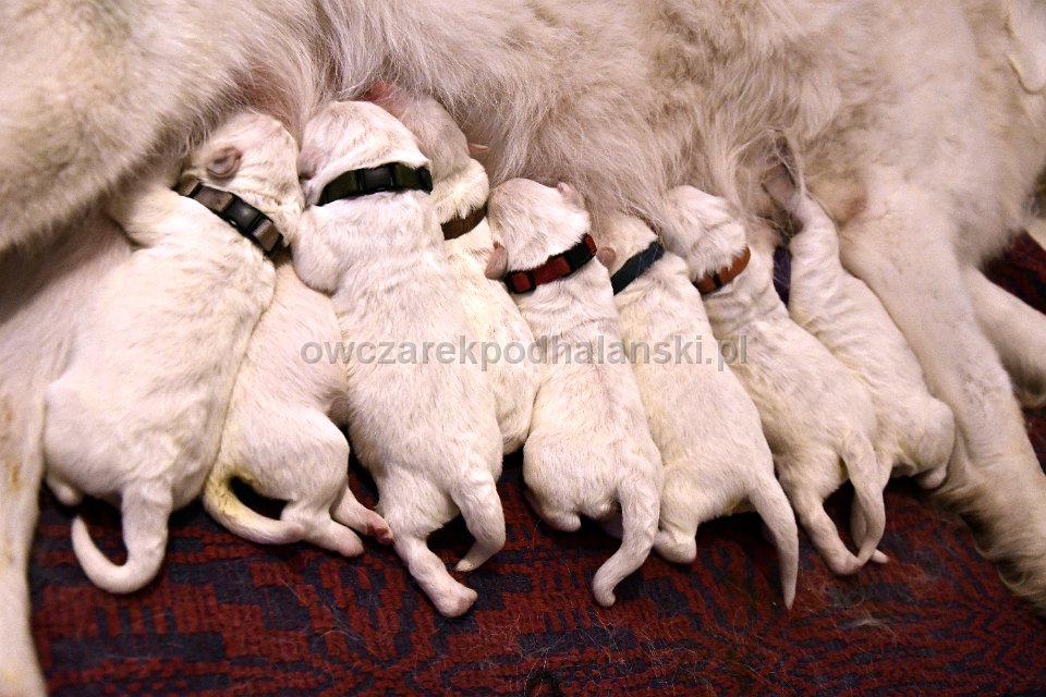 Owczarek Podhalański