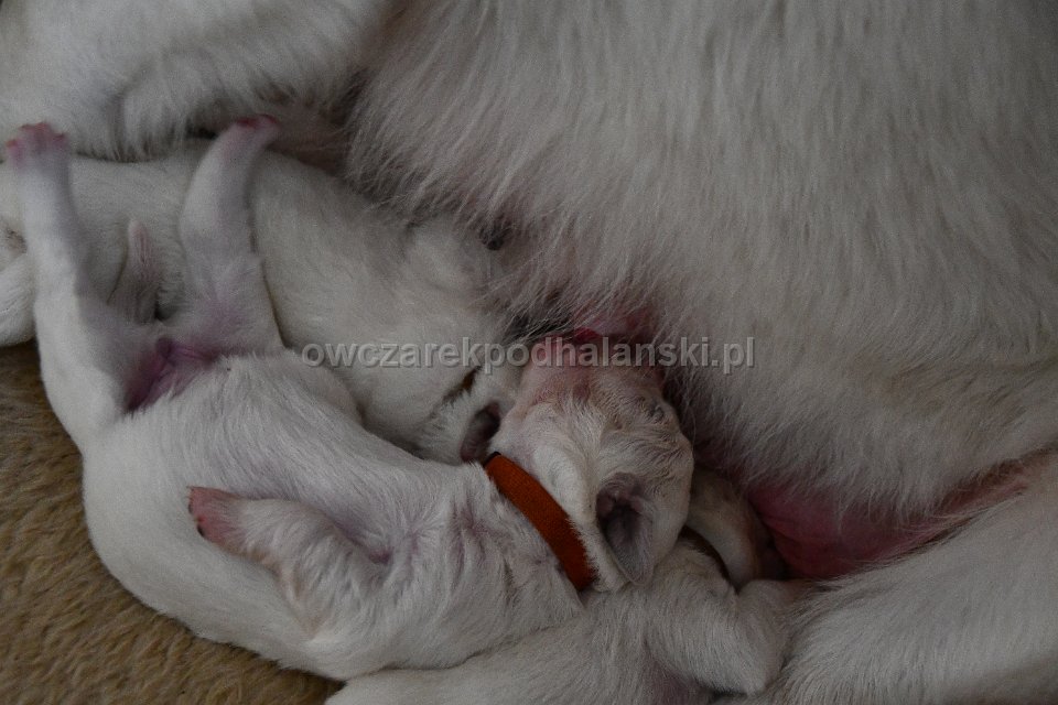 Owczarek Podhalański 