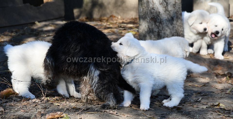 Owczarek Podhalański 