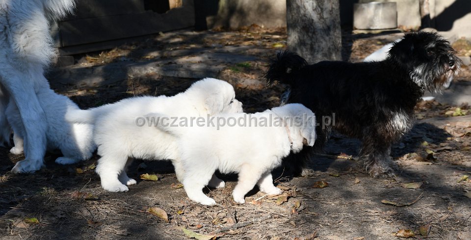 Owczarek Podhalański 