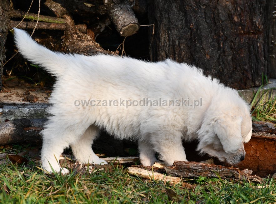 Owczarek Podhalański