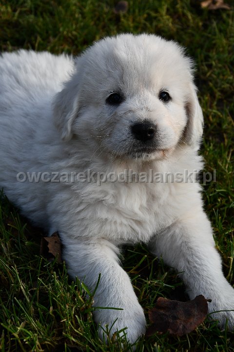 Owczarek Podhalański