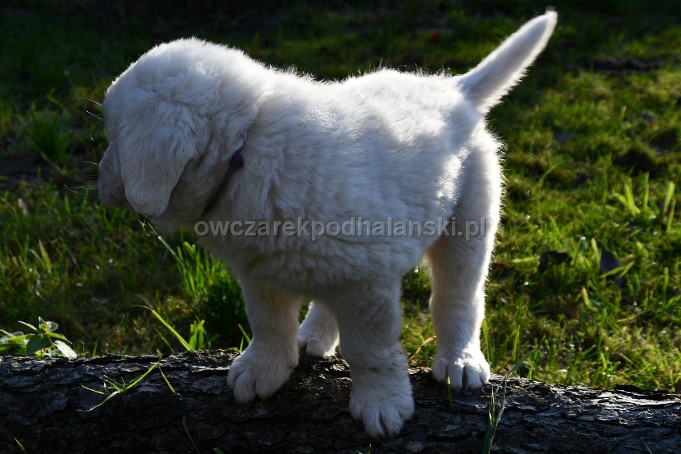 Owczarek Podhalański 