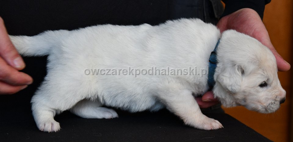 Owczarek Podhalański 