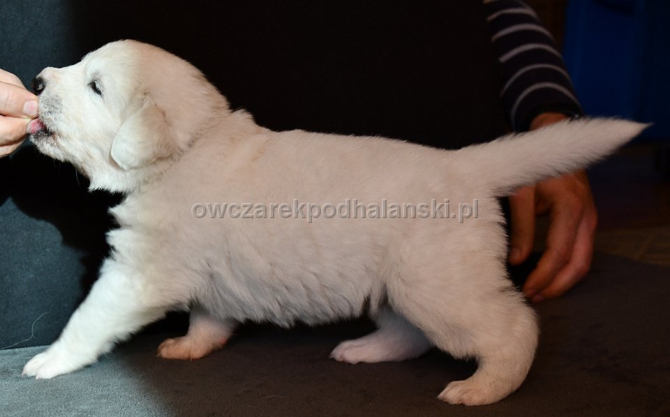 Owczarek Podhalański
