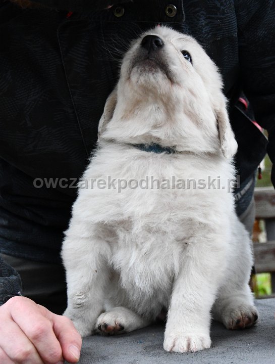 Owczarek Podhalański 