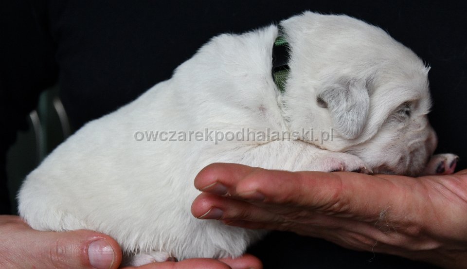 Owczarek Podhalański