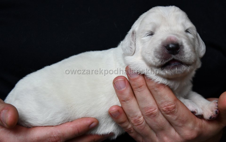 Owczarek Podhalański 