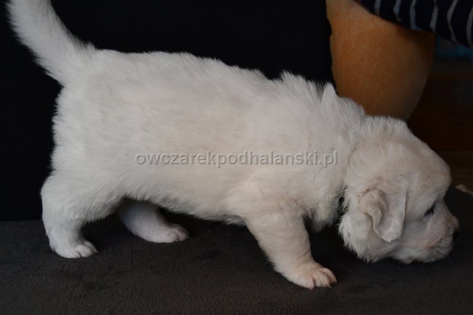 Owczarek Podhalański 