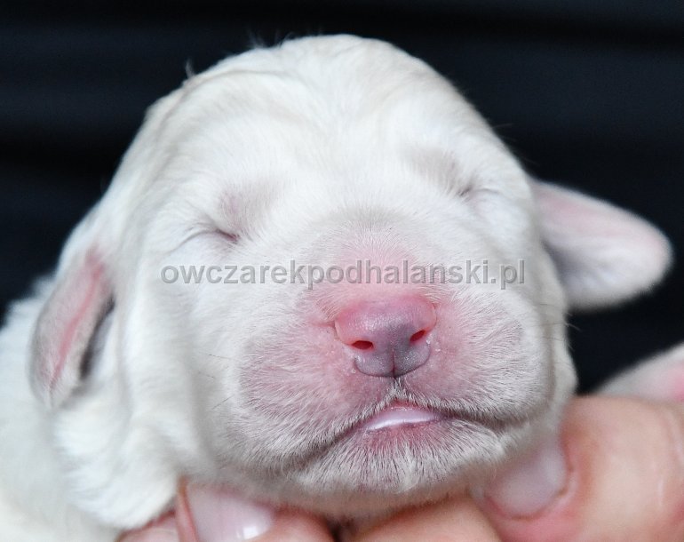 Owczarek Podhalański