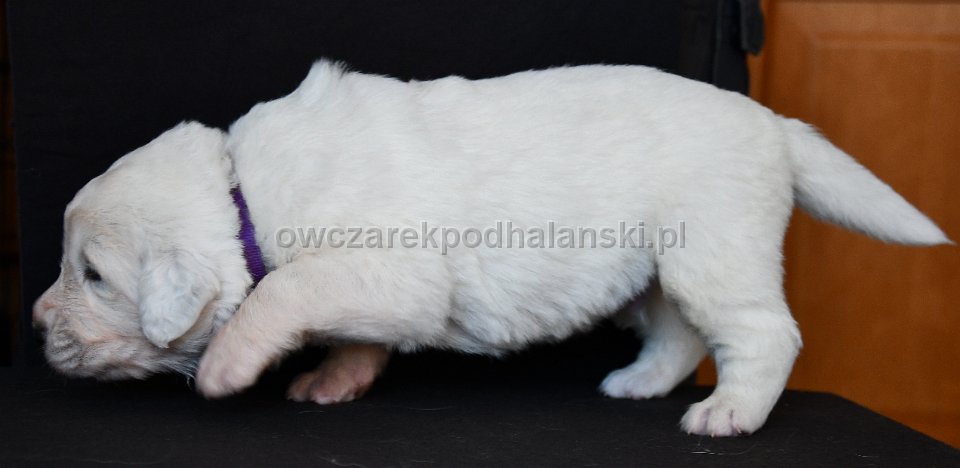 Owczarek Podhalański 