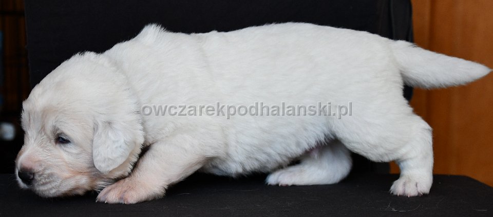 Owczarek Podhalański 