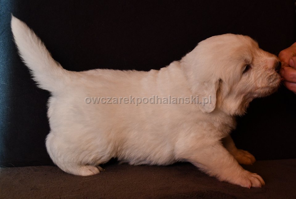 Owczarek Podhalański 