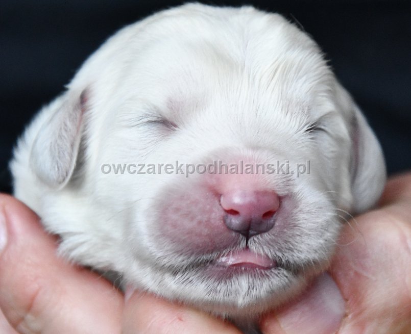 Owczarek Podhalański 