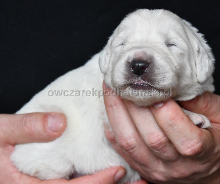 Owczarek Podhalański 
