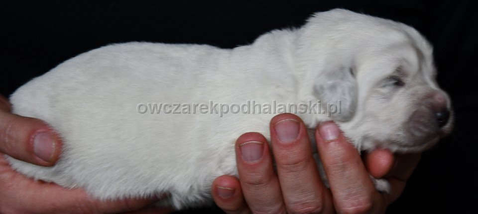 Owczarek Podhalański