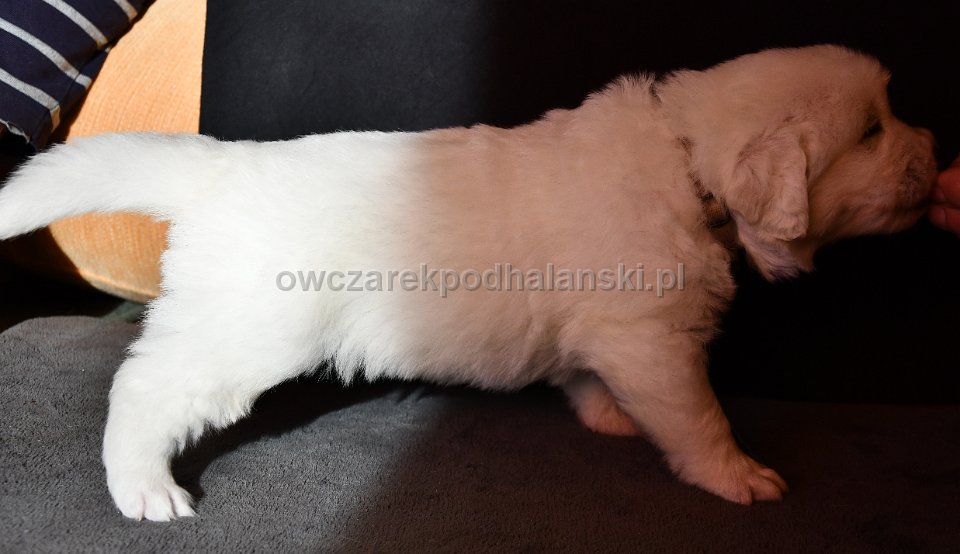 Owczarek Podhalański 