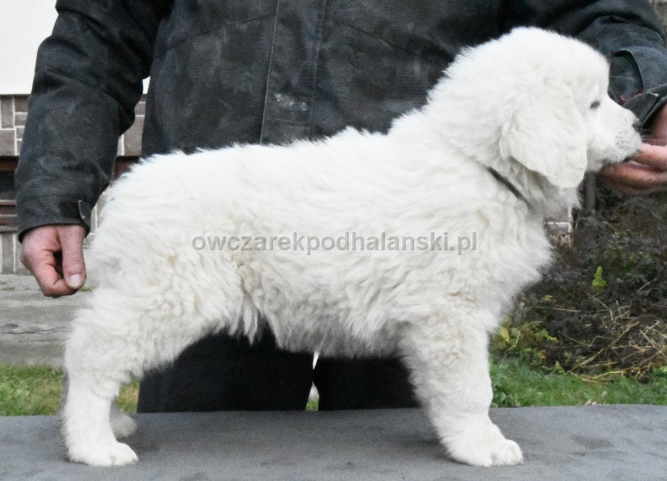 Owczarek Podhalański 