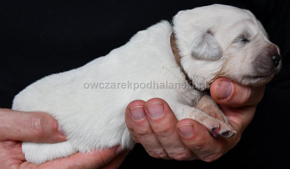 Owczarek Podhalański 