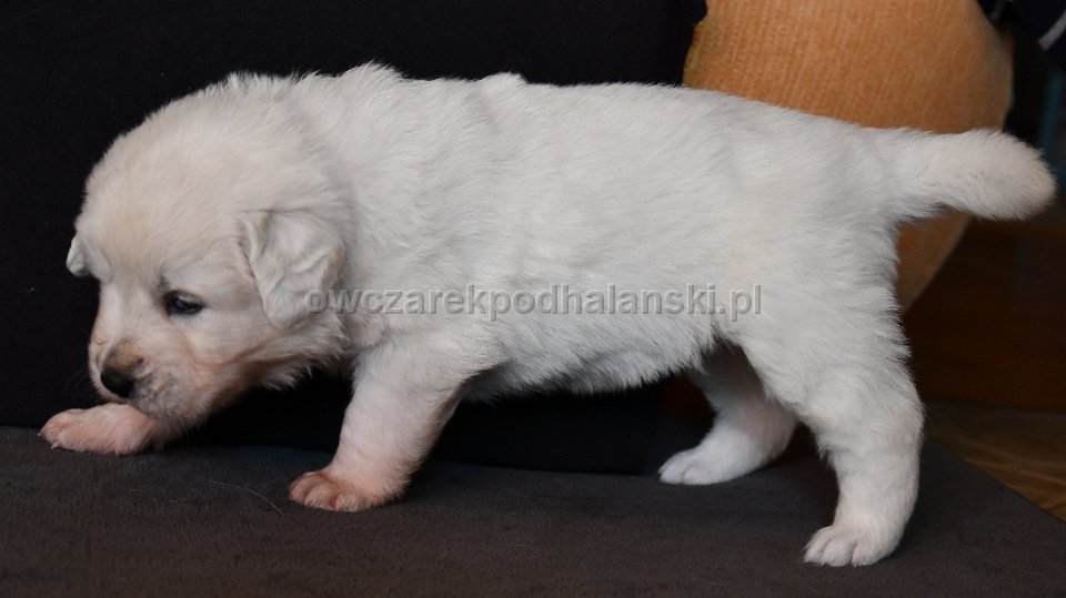 Owczarek Podhalański 
