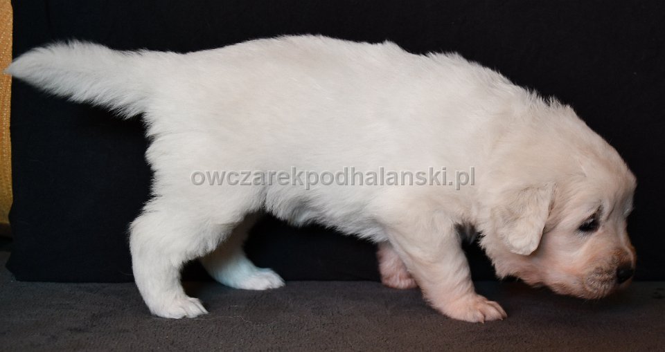 Owczarek Podhalański 