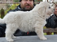 Owczarek Podhalański  Owczarek Podhalański - miot R... R... Badziar (ur. 06.10.2021) - 5.5 tygodnia życia - suczka RUSAŁKA ROSA