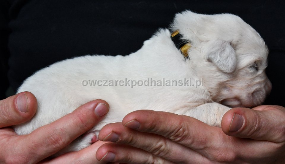 Owczarek Podhalański 