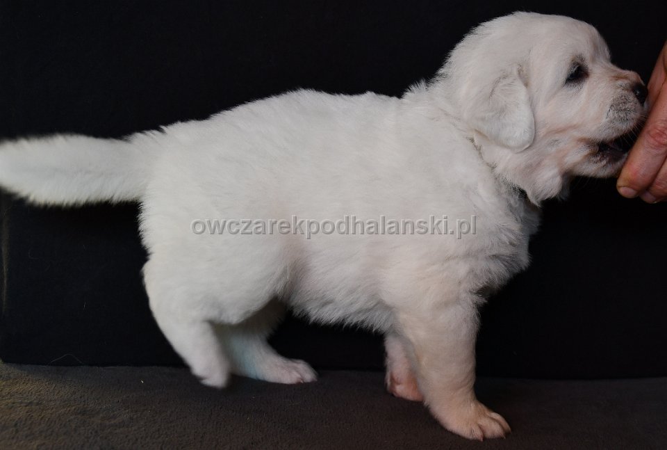 Owczarek Podhalański 