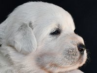 Owczarek Podhalański  Owczarek Podhalański - miot R... R... Badziar (ur. 06.10.2021) - dwudziesty dzień życia - suczka REBELIANTKA RAFI